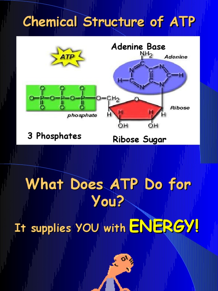 Chemical Structure of ATP | PDF | Cellular Respiration | Adenosine ...