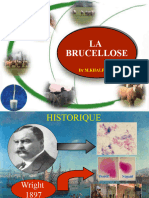Brucellose UMM 2023 4