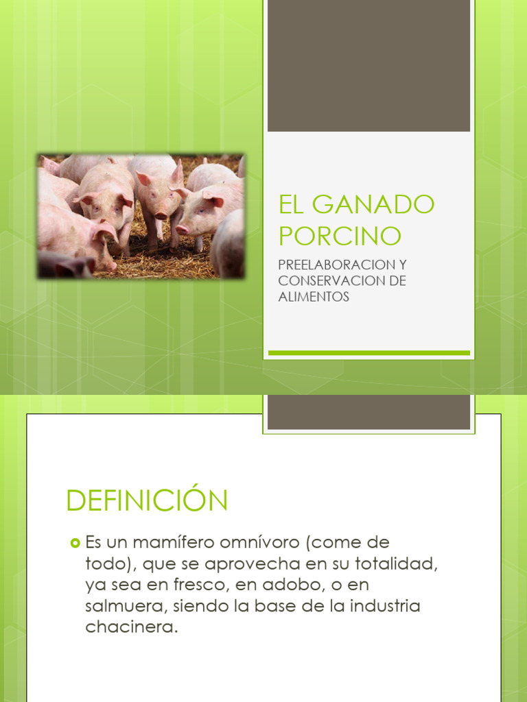 El Ganado Porcino PDF Tocino Cerdo