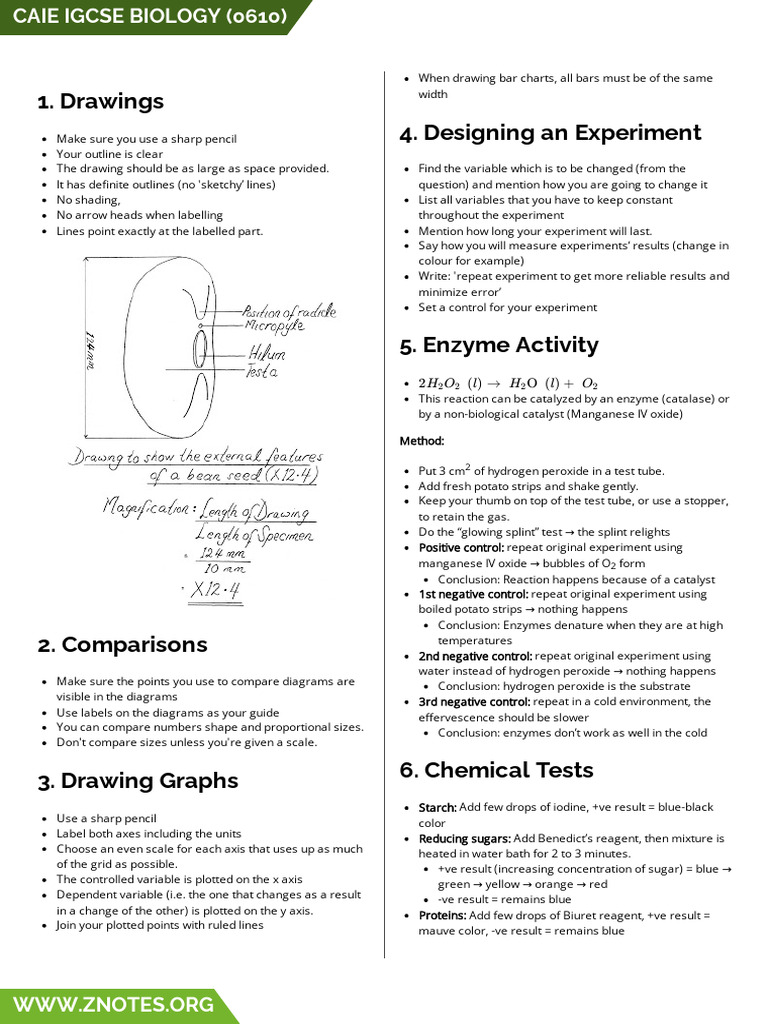IGCSE Biology Experiment Guidelines | PDF | Photosynthesis | Leaf