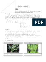 Laporan Praktikum Kladogram Auges Fitria