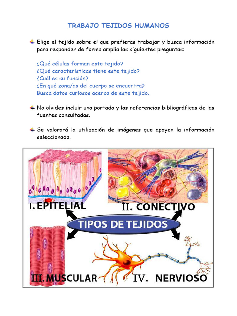 Tejidos Humanos: Células y Funciones | PDF | Informática