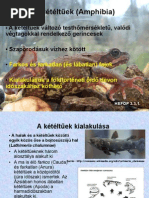 A belső ajak condyloma