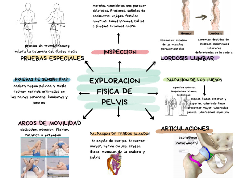 Exploración Física de la Pelvis y Cadera | PDF | Pelvis | Sistema ...