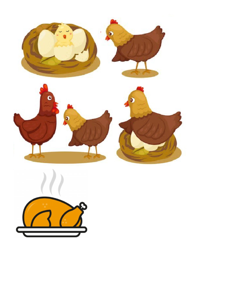 Ciclo de Vida de La Gallina | PDF