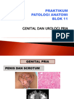 Prak PA - Genito-Urologi Pria