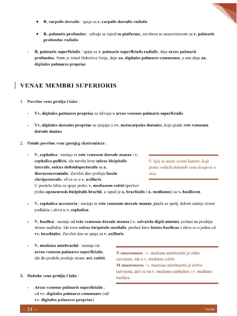 Vene, Zivci I Limfa Ruke | PDF