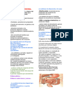 Motilidad Gatrointestinal Fisio