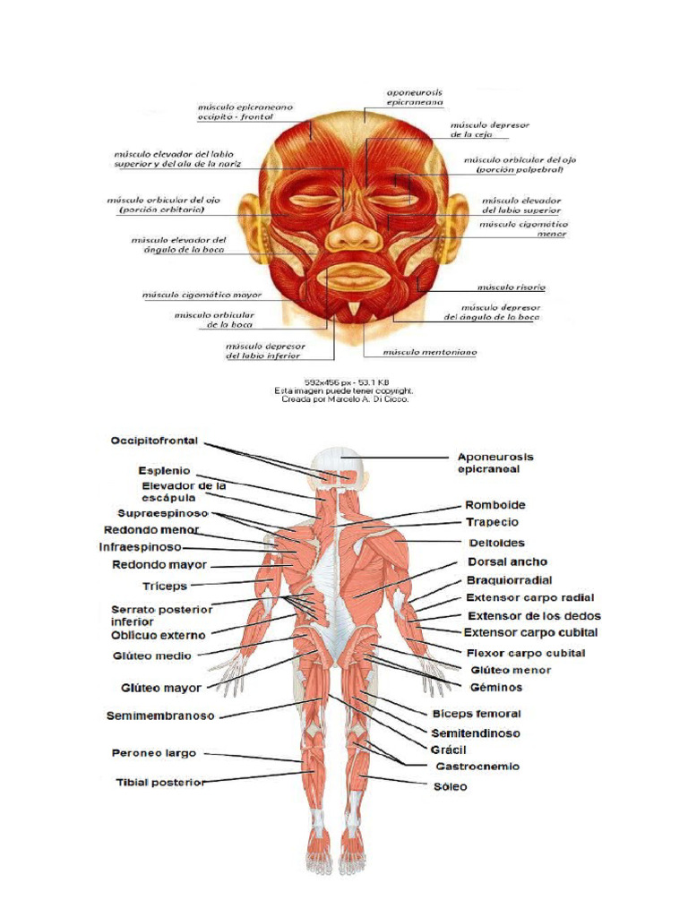 ANATOM A MEDLINEPLUS EN ESPA OL visual data 6