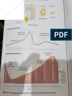 Menstrual Cycle