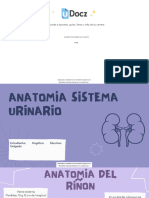 Anatomia Sistema Urinario 299614 Downloadable 3393603