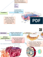 Organelos Citoplasmaticos