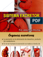 Anatomia Sistema Escretor