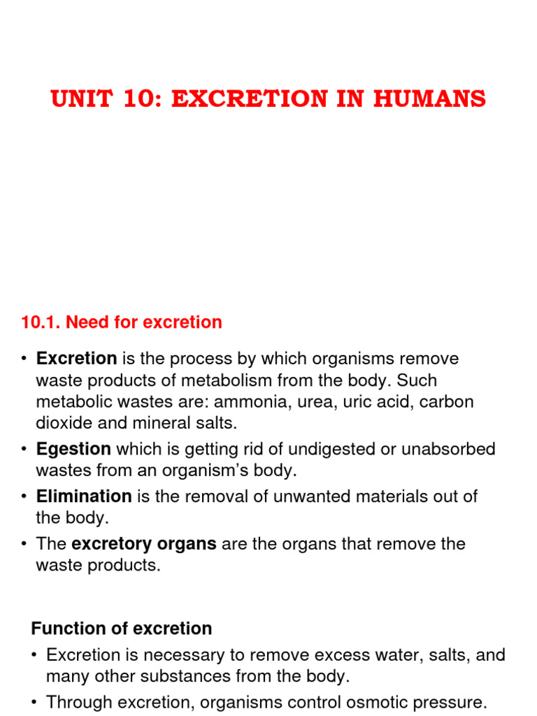 Unit 10 Excretion In Humans Notes Pdf Kidney Anatomy