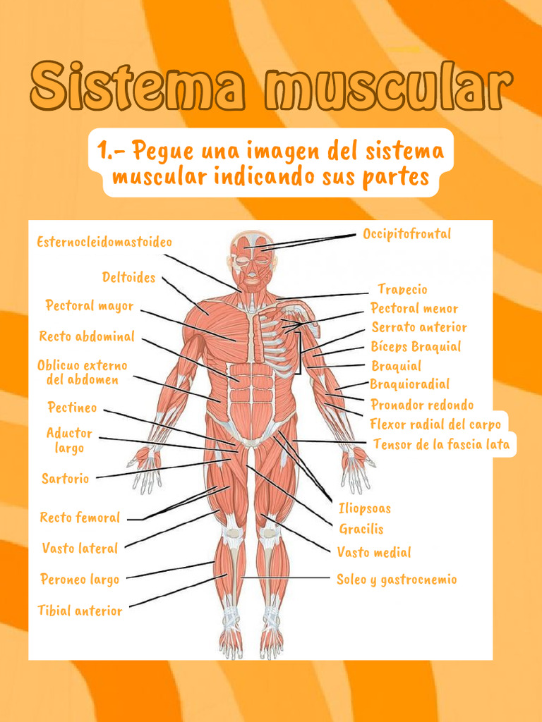 Localización Biométrica de los Puntos Motores del Músculo Cuádriceps  Femoral de Individuos Brasileños, image size:768x1024