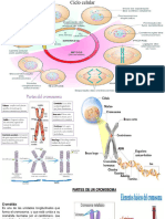Ciclo Celular 2bgu