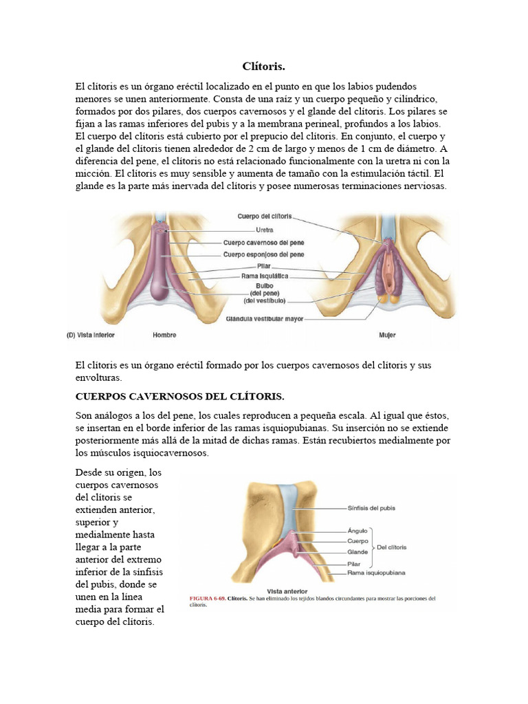 Anatom a Del Cl toris Y Sus Estructuras PDF Cl toris Vagina