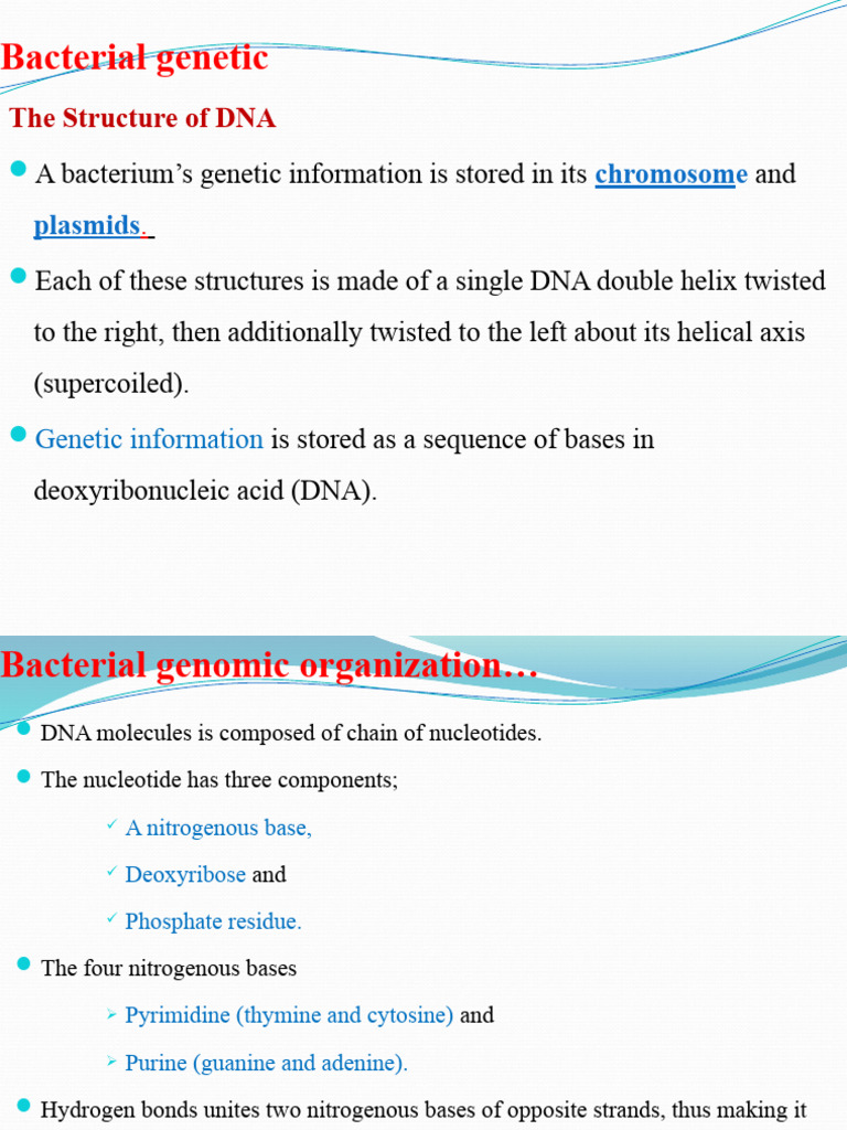 Bacterial DNA and RNA Structure Explained | PDF | Dna | Rna