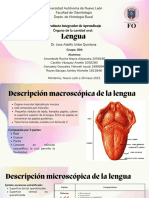 PIA Histologia Bucal