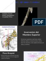 Integrantes:: Nervios Del Miembro Superior