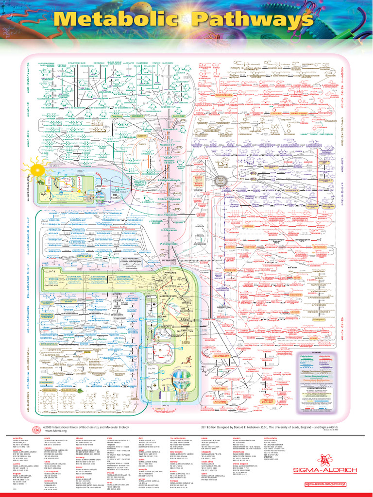 Metabolic Pathways Overview and Components | PDF | Nucleotides ...