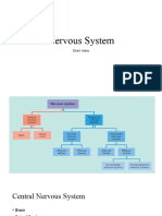 Nervous System - Overview