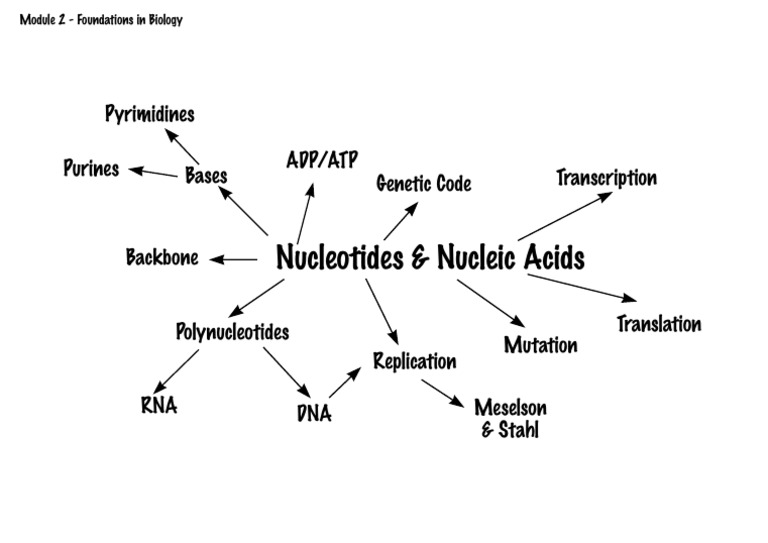 Mindmap 2 DNA | PDF