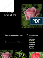 Corolianos Rosales