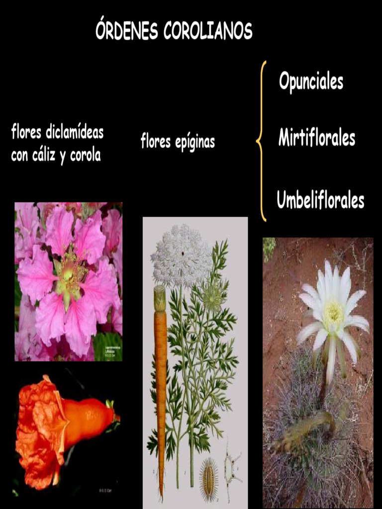 Corolianos de Ovario Ínfero Mirtiflorales - y - Umbeliflorales ...