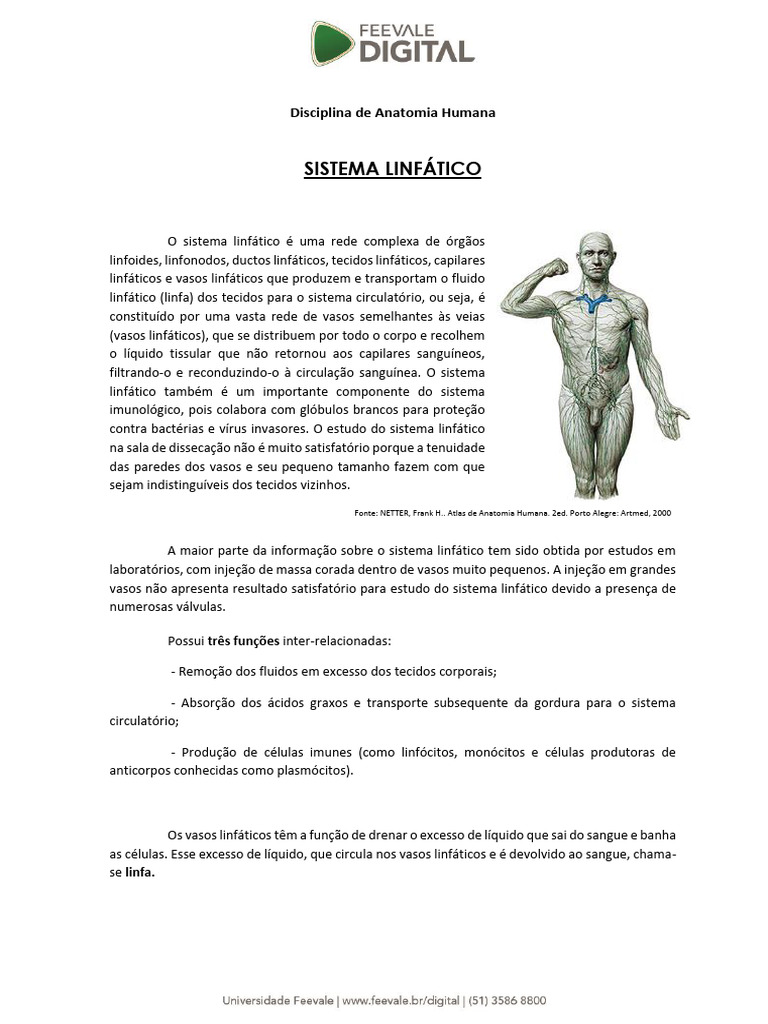 Sistema Linfatico Pdf Sistema Linfático Linfa