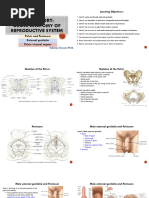 Anatomy of the Penile Raphe | PDF | Genitourinary System | Mammal ...