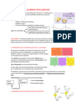 Ácidos Nucleicos