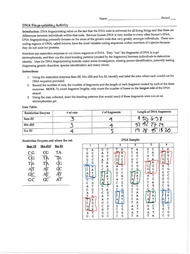 dna-fingerprinting-activity-pdf