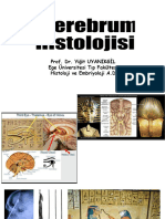 9.E2B3 Cerebrum Histolojisi