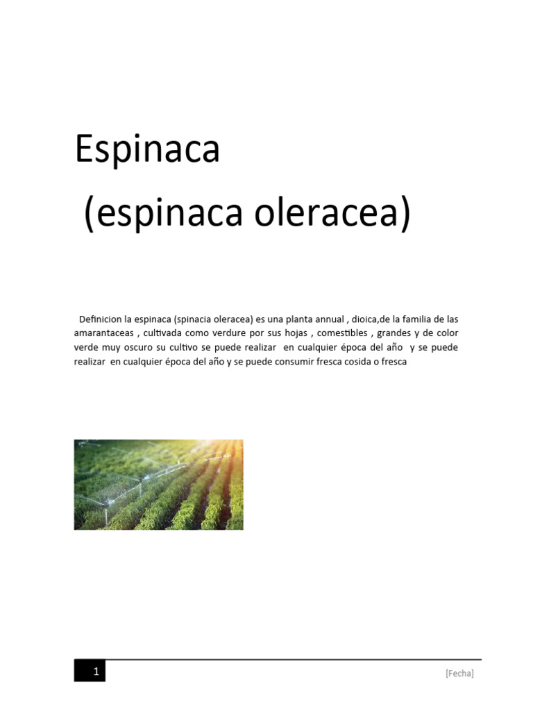 Características y Cultivo de Espinaca | PDF | Espinacas | Dieta y nutrición