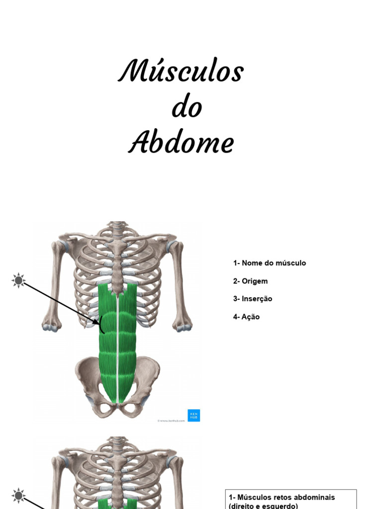Músculos Do Abdome Pdf Tecido Macio Anatomia