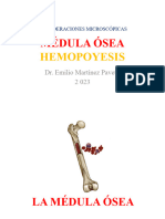Sangre Hematopoyesis y Medula Osea