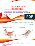 Aves de Corral y Otras Especies