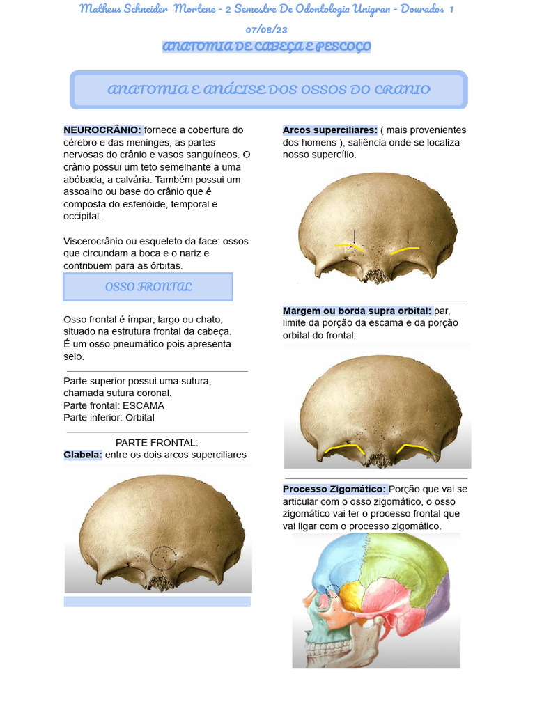 Anatomia Dos Ossos Do Cranio Pdf Crânio Anatomia Humana