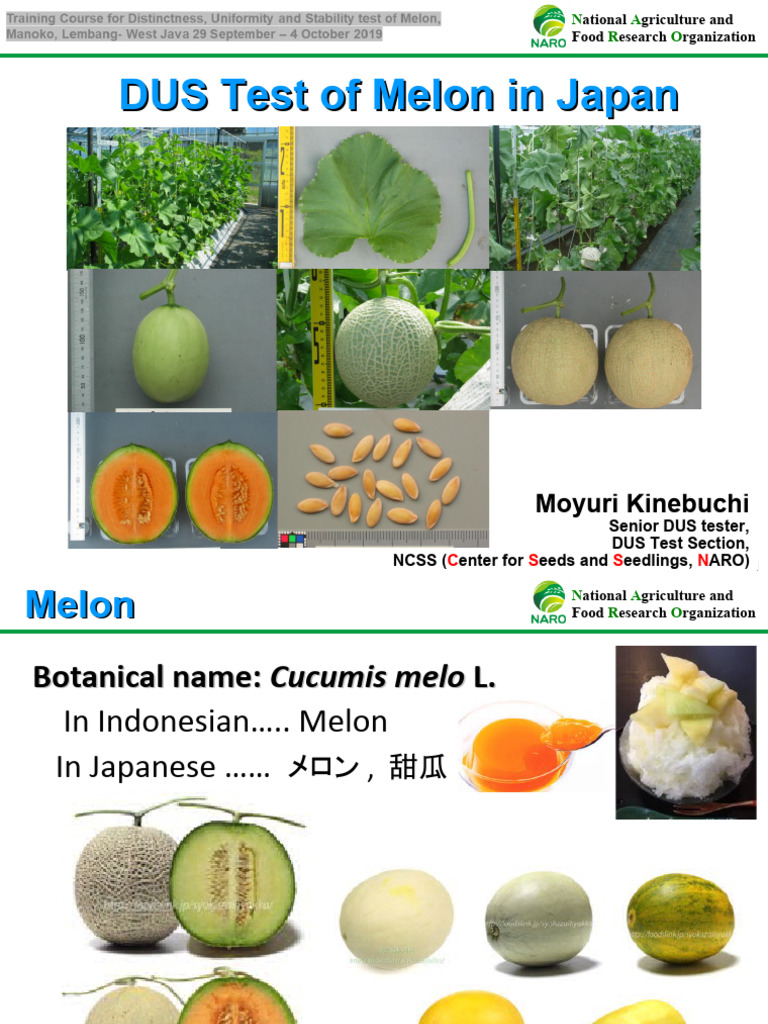 DUS Test of Melon in Japan | PDF | Fertilizer | Agriculture