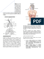 SISTEMA RESPIRATORIO HUMANO en Los Seres Humanos