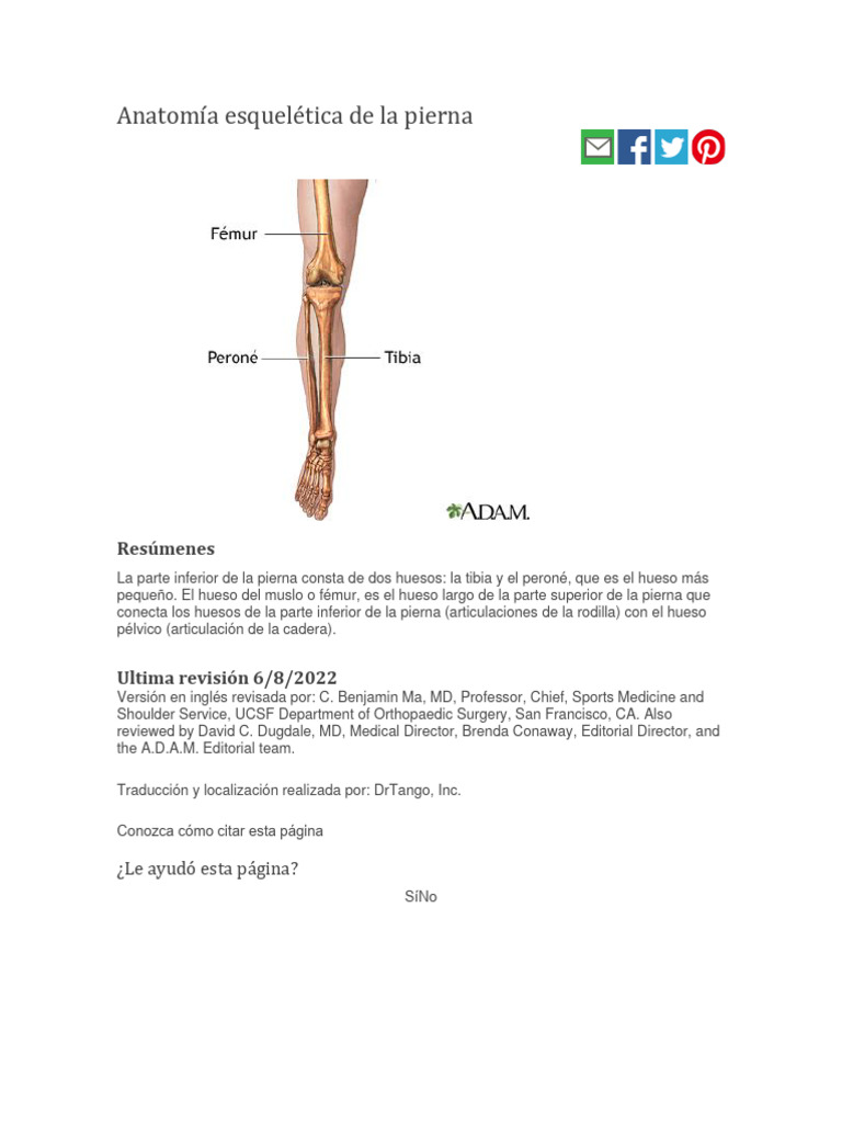 Femur Pdf