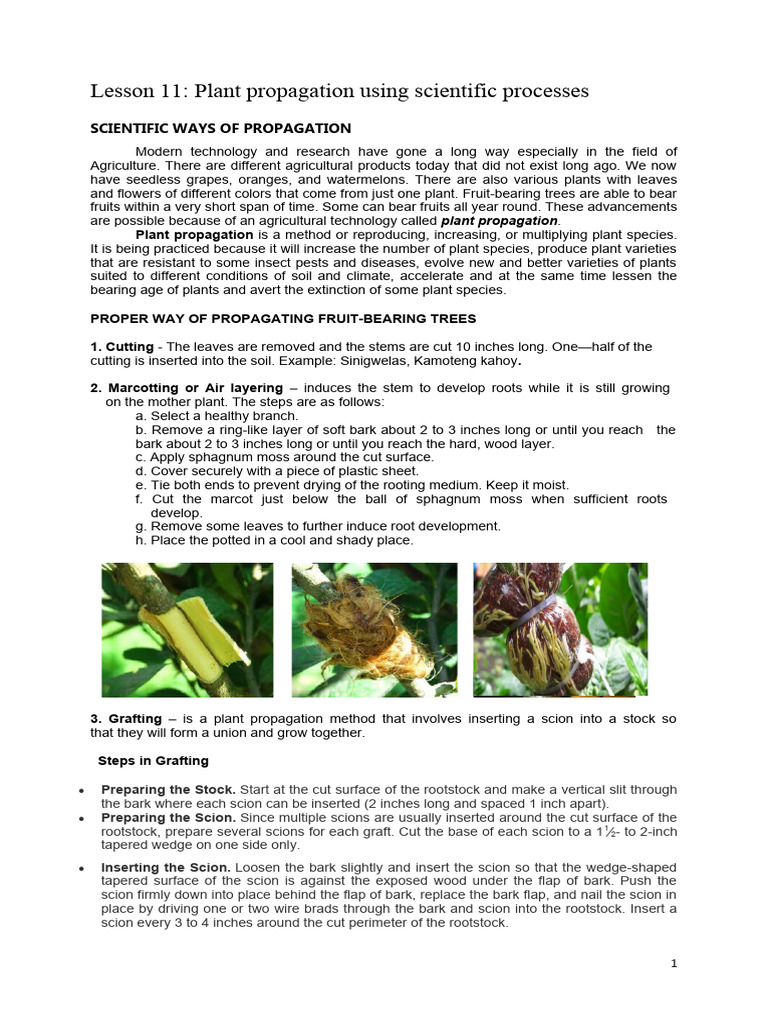 Marcotting: Steps and Benefits in Propagation | PDF | Grafting | Compost
