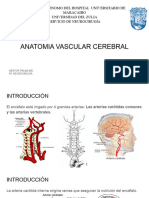 Circulacion Cerebral