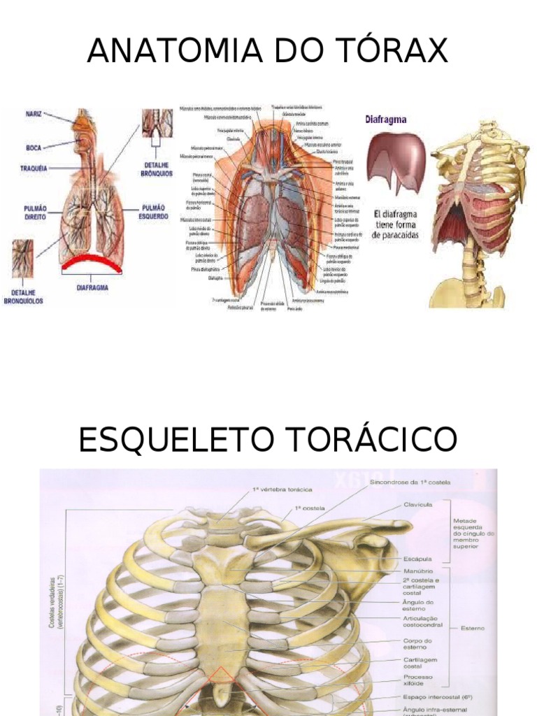 Anatomia Do Tórax | PDF