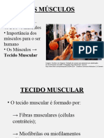 Classificação e Características Do Tecido Muscular