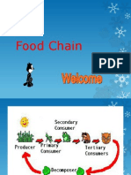 Food Chain