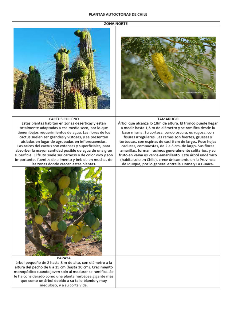 Plantas Autoctonas de Chile | Descargar gratis PDF | Arboles | Tallo de ...