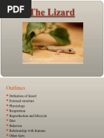 Labeled Diagram of Lizard Parts | PDF | Claw