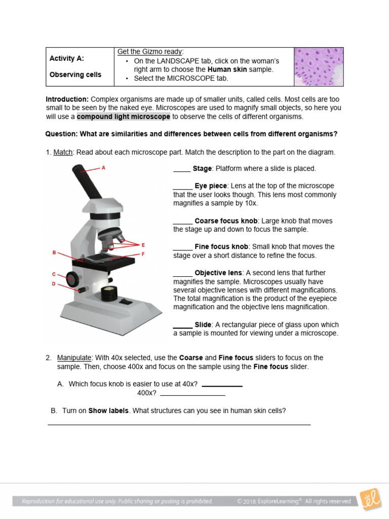 Observing Cell Structures and Sizes | PDF | Organelle | Microscope